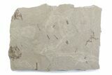 Crane Fly (Tipulidae) Mortality Plate - Green River Formation #377053-1